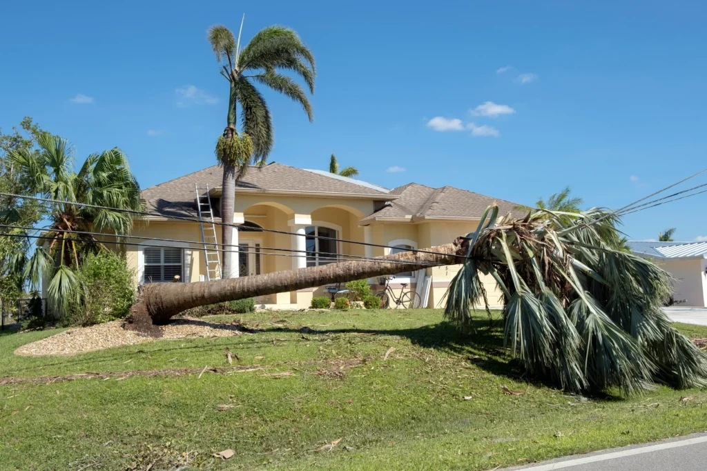 Tree fallen on residential power lines causing electrical blackout